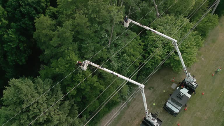 How Our Tree Care Process Works  in Independence, OR